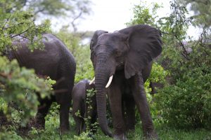 elephant