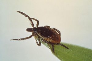 A deer tick, or blacklegged tick, Ixodes scapularis, is seen on a blade of grass, in this undated picture from the Centers for Disease Control and Prevention. Scientists have discovered a new bacteria species causing Lyme disease in the U.S. Midwest, the national Centers for Disease Control and Prevention said on Monday, adding to the medical literature on the tick-borne disease. REUTERS/Centers for Disease Control and Prevention/Handout via Reuters THIS IMAGE HAS BEEN SUPPLIED BY A THIRD PARTY. IT IS DISTRIBUTED, EXACTLY AS RECEIVED BY REUTERS, AS A SERVICE TO CLIENTS. FOR EDITORIAL USE ONLY. NOT FOR SALE FOR MARKETING OR ADVERTISING CAMPAIGNS - RTX262D6
