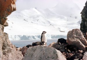 A chinstrap penguin on Half Moon Island in the South Shetlands, off the Antarctic peninsula. Photo by Reuters