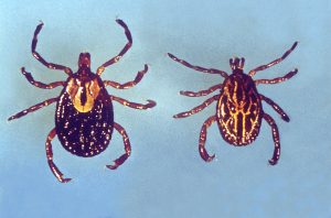 Distinguishing features of the North American Ixodidae family of hard ticks includes their mouthparts, which are visible from the dorsal view, for they are situated anteriorly on the tick’s body, and protrude forward from beneath the scutum. Photo by CDC