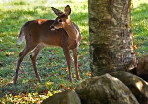 Column: Can scientists predict a bad Lyme disease season?