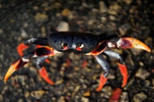 The black, yellow and red crabs make the annual pilgrimage in the spring. Photo by Alexandre Meneghini/Reuters