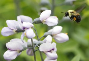 Is Detroit's vacant land helping bumblebees bounce back?