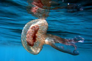 6 things you may not know about jellyfish