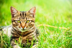 Cats first attempted to coexist with humans 9,000 years ago in the Near East Photo by dimazel/via Adobe