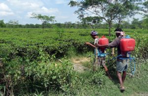 Farmers in Assam, India, sought better living and working conditions on tea plantations. Photo courtesy of the Accountability Counsel