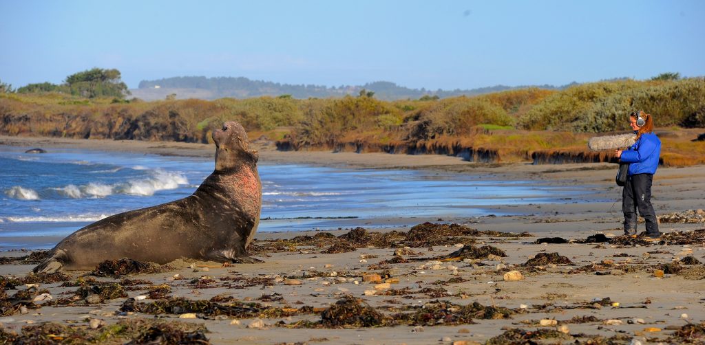 Caroline Casey records the vocalizations of the alpha male elephant seal at Ano Nuevo State Park, California. Photo by Ari...