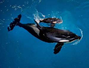 San Antonio's orca Takara swims with her new calf, born at a SeaWorld park in San Antonio in this April 2017 handout photo. Photo courtesy SeaWorld via Reuters