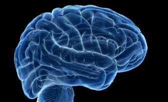 Human brain, computer illustration. Photo by Sebastian Kaulitzki/via Getty Images