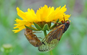Scientists are puzzled by the unexpected appearance of cicadas in the Washington, D.C. area this spring. Photo courtesy Mike Raupp