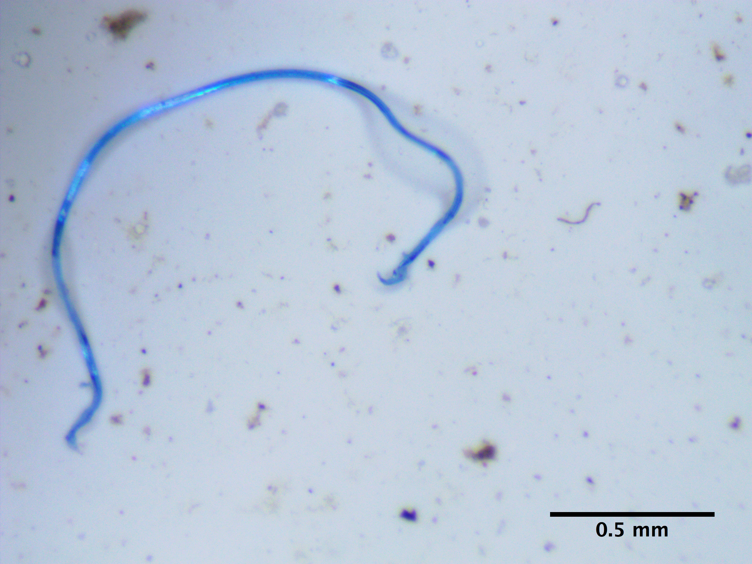 This New York river dumps millions of fabric microfibers into the ocean ...