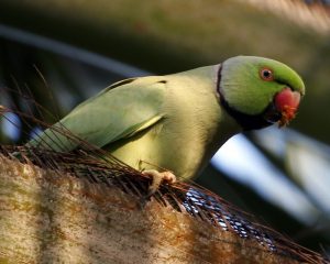 rose-ringed parakeet