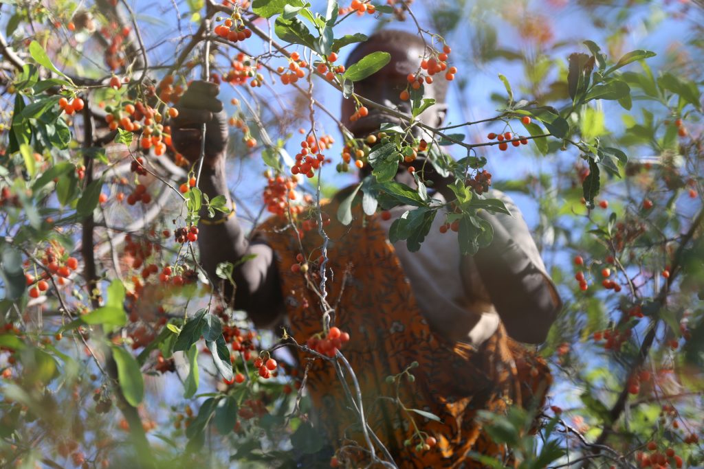 During the wet season, the Hadza increase their berry and honey consumption. Photo by Jeff Leach