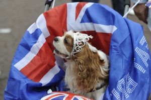 In the crowd, a tiara-sporting dog. Photo by Paul Hackett/Reuters