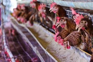 Chickens are in a farm for producing daily eggs. Photo by grit.wattanapruek/Adobe