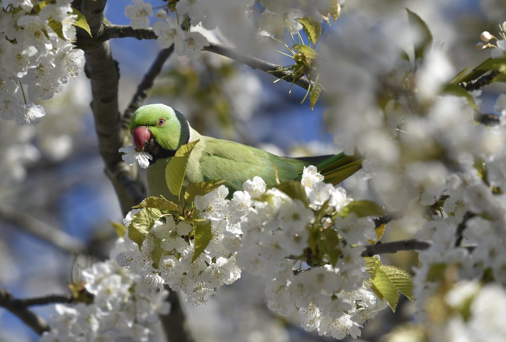 A ring-necked parakeet eats blossom from a tree in west London