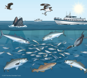 Decision over a tiny baitfish could sway the largest East Coast fishery | PBS NewsHour