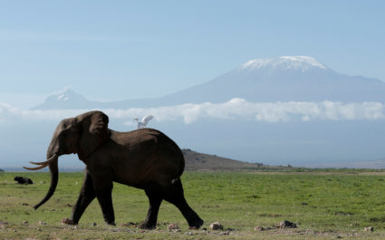 How lessons from fighting terrorism are saving elephants in Kenya