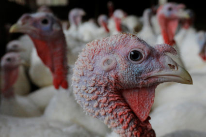 How advertising made turkey and cranberry sauce into Thanksgiving traditions