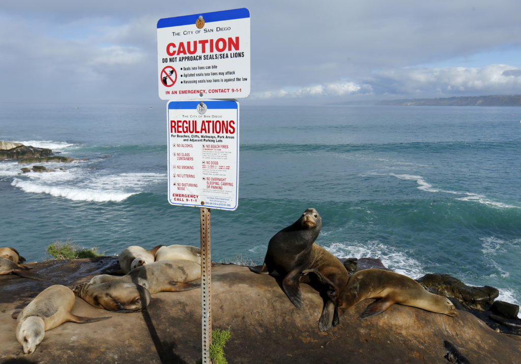 Sea lions rest in the sun as they sit on a cliffside next to a road in La Jolla, California January 20, 2016. REUTERS/Mike Blake - GF20000101458