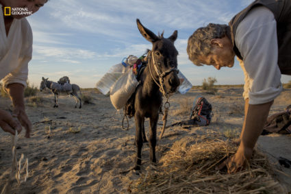 National Geographic Fellow Paul Salopek feeds his donkey Mouse after another day footslogging through Uzbekistan’s Qizilqum desert. The sands were littered with potsherds from centuries of prior caravans. Follow his global storytelling walk online at OutofEdenWalk.org and on Twitter (@PaulSalopek). Photo by John Stanmeyer/National Geographic