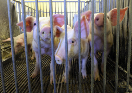 Young pigs are seen at the segregated early wean swine nursery at Kansas State University in Manhattan, Kansas December 12, 2014. Picture taken December 12, 2014. To match Special Report FARMACEUTICALS-VETS/ REUTERS/Dave Kaup (UNITED STATES - Tags: DRUGS SOCIETY HEALTH AGRICULTURE ANIMALS) - GM1EACN14AK01