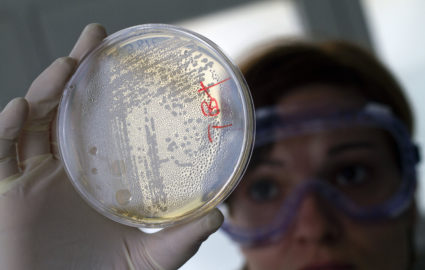 A laboratory worker looks for strains of E.coli bacteria in vegetable cells placed in a petri dish, in La Mojonera near Almeria in southeastern Spain June 2, 2011. A deadly outbreak of E.coli centred in Germany and spreading across Europe is caused by a dangerous new strain, Chinese scientists who analyzed the bacteria said. The scientists said the outbreak, which has killed 17 and made more than 1,500 others ill in at least 10 European countries and is thought to come from vegetables, carried genes making it resistant to several classes of antibiotics. REUTERS/Francisco Bonilla (SPAIN - Tags: HEALTH BUSINESS AGRICULTURE SCI TECH) - GM1E7621PAA01