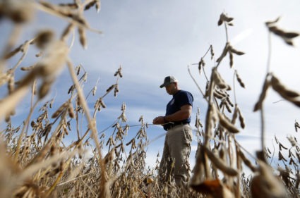 A farmer walks through a soy bean field to check if it is ready for harvest in Minooka, Illinois. Photo taken in September 2014. Photo by Jim Young/Reuters