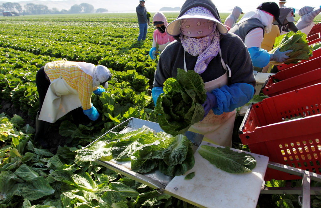 A crew harvests romaine lettuce by hand near Soledad, California. Photo by Michael Fiala/Reuters