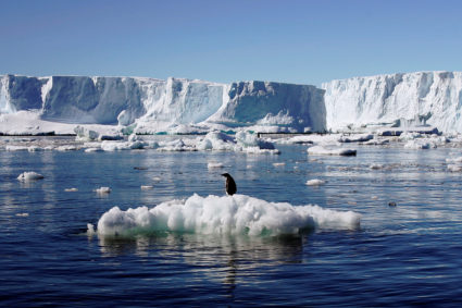 An Adelie penguin stands atop a block of melting ice near the French station at Dumont díUrville in East Antarctica January 23, 2010. Photo by REUTERS/Pauline Askin