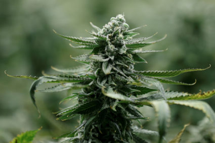 A flowering marijuana plant is pictured at the Canopy Growth Corporation facility in Smiths Falls, Ontario, Canada, on Jan. 4, 2018. Photo by Chris Wattie/Reuters