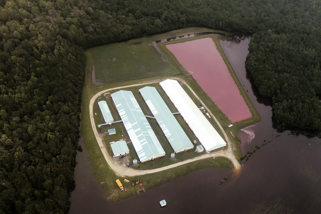 Aerial view of a hog farm after the passing of Hurricane Florence in eastern North Carolina on Sept. 17. Photo by Rodrigo ...