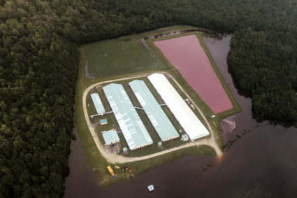 Aerial view of a hog farm after the passing of Hurricane Florence in eastern North Carolina on Sept. 17. Photo by Rodrigo Gutierrez/Reuters