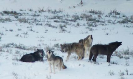 PHOTOS: Meet the wolves and humans who inspired ‘American Wolf’ | PBS News