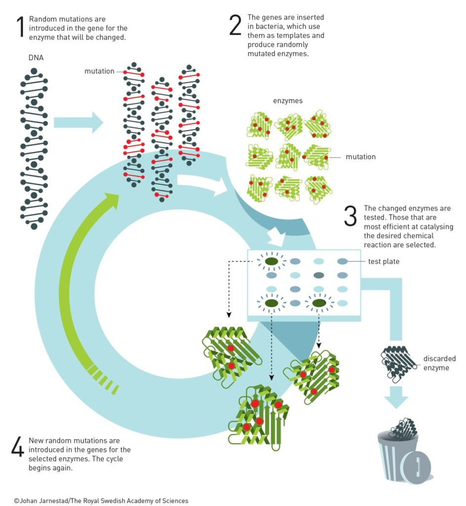 The underlying principle for the directed evolution of enzymes. After a few cycles of directed evolution, an enzyme may be several thousand times more effective. Diagram by Johan Jarnestad/The Royal Swedish Academy of Sciences. Caption by Nobel Foundation