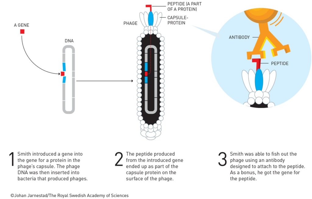 Phage display – George Smith developed this method for finding unknowns genes for a known protein. Diagram by Johan Jarnestad/The Royal Swedish Academy of Sciences. Caption by Nobel Foundation