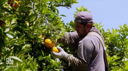 What&rsquo;s on your citrus fruit? Trump&rsquo;s EPA fights to keep controversial insecticide in use