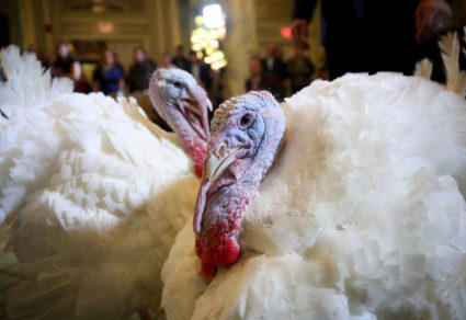 Peas and Carrots are the Thanksgiving turkeys awaiting a presidential pardon in Washington, D.C. Photo by Win McNamee/Getty Images