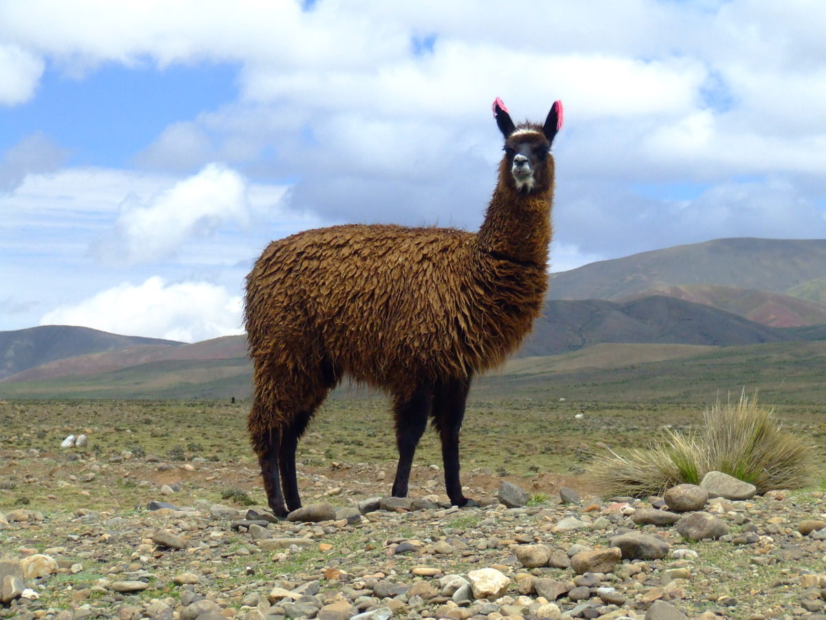 How llamas could help us fight the flu PBS News