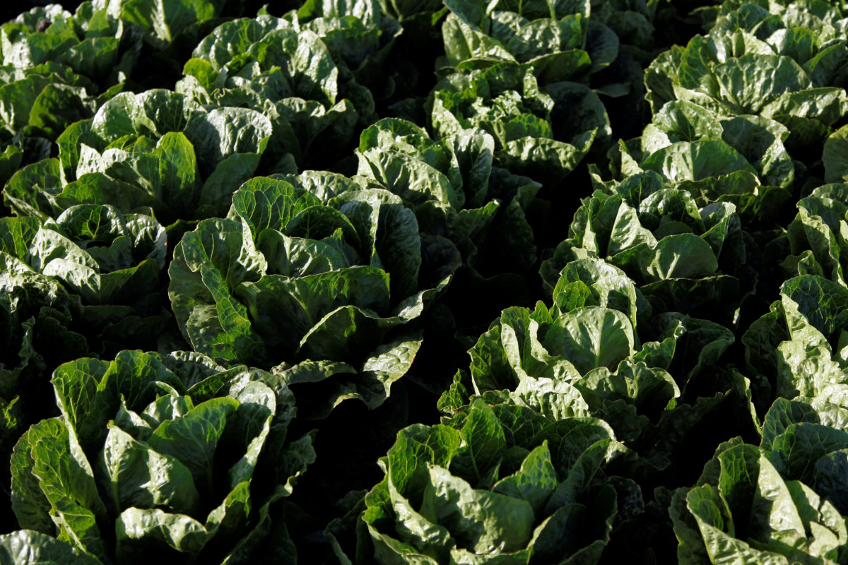 E. coli in romaine lettuce is making people sick. Here’s what you need