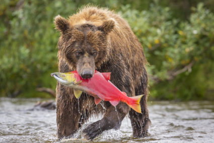 Front view of Alaska Peninsula brown bear (Ursus arctos horribilis) with freshly caught sockeye salmon (Oncorhynchus nerka), Katmai National Park and Preserve, Alaska, USA. Photo by Grant Ordelheide / Aurora Photos / via Getty Images