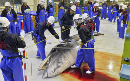 Japan to resume commercial whaling, but not in Antarctic