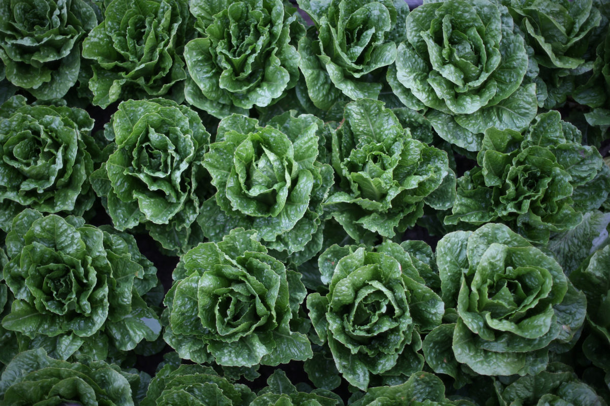 FDA identifies a farm linked to the romaine lettuce E. coli outbreak ...