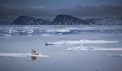 A polar bear stands among a thin ice floe off the northern shores of the Svalbard Archipelago. Photo by Chase Dekker Wild-Life Images/via Getty Images