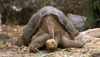 Lonesome George, a giant Galapagos tortoise, died in 2012. His species, the Pinta Island tortoises, are now considered extinct. Photo by Mark Putney