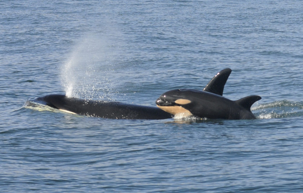 A female killer whale and her newborn calf are seen February 26, 2015 in this handout photo provided by NOAA in Grays Harb...