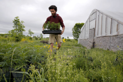 BENTON, ME - JUNE 14: Ben Rooney, co-owner of Wild Folk Farm, moves hemp clones in preparation for planting. The farm is growing about 300 organic hemp plants this year. And they aren't the only ones. The organic crop, which will be largely used for medicinal edibles that come without the high of marijuana, was a micro crop last year, with only about an acre in production in the whole state. This season, that number is up to about 500 acres. (Staff photo by Ben McCanna/Portland Press Herald via Getty Images)