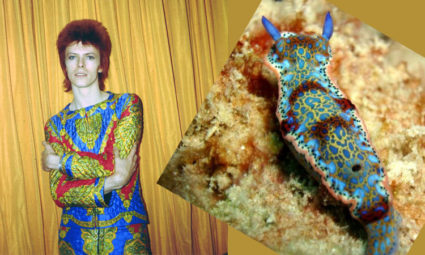 One of many comparisons between a David Bowie look and a sea slug. This picture of Bowie (left) dressed as "Ziggy Stardust" was taken in New York in 1973. The sea slug is a Hypselodoris acriba, native to the Caribbean. Images courtesy of Michael Ochs Archives/Getty and Tim Kary