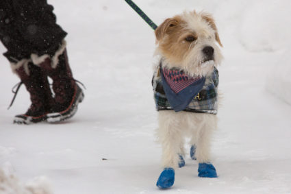 Dog walks in the snow during a winter storm in Buffalo, New York, U.S., Photo by January 31, 2019. REUTERS/Lindsay DeDario