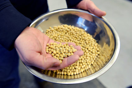 A sample of clean, processed soybeans at Peterson Farms Seed facility in Fargo, North Dakota. Soybeans have played a major role in U.S. trade talks in recent months. Photo by Dan Koeck/Reuters